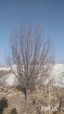 15公分八棱海棠