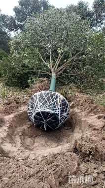 15公分大叶女贞