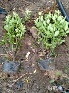 高度40厘米大叶黄杨