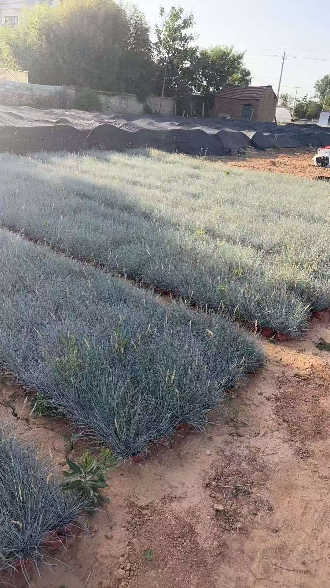 容器苗蓝羊茅
