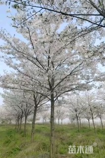 13公分高杆染井吉野樱
