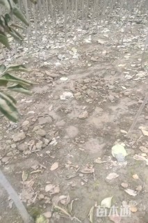8公分柿树