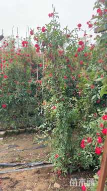 高度300厘米木香