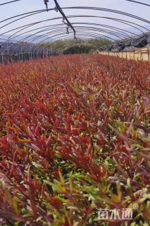 高度20厘米山桃草