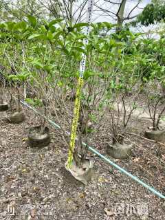 高度130厘米狗牙花