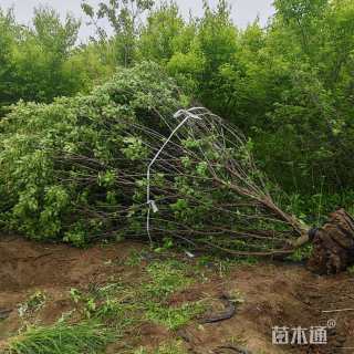 7公分(4杆)丛生红梅