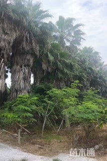 裸干高600厘米华棕