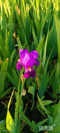 高度25厘米德国鸢尾