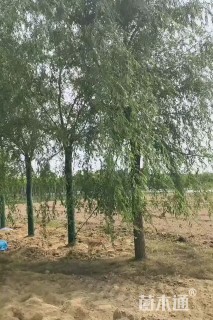 15公分嫁接垂柳