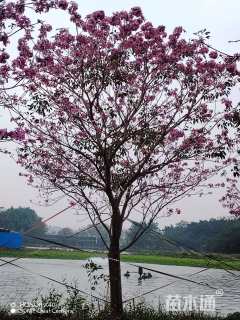 10公分紫花风铃木