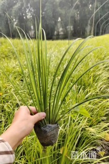高度25厘米花叶菖蒲