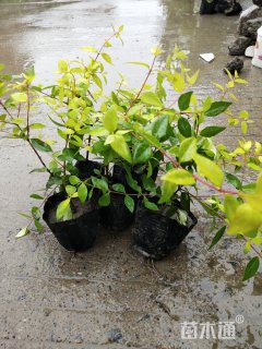 高度30厘米金边大花六道木