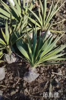 高度50厘米凤尾兰