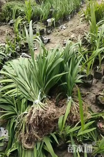 高度25厘米火星花