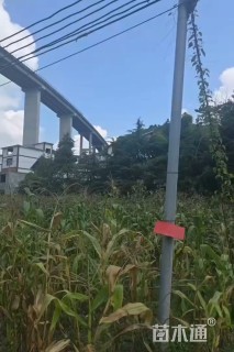 高度1200厘米雪松
