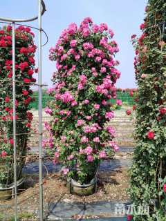 10公分造型月季