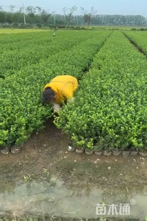高度50厘米卫矛