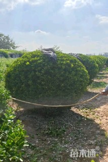 10公分造型女贞