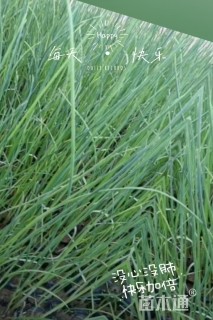 高度30厘米花叶水葱