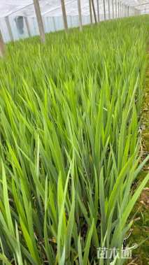 高度15厘米西伯利亚鸢尾