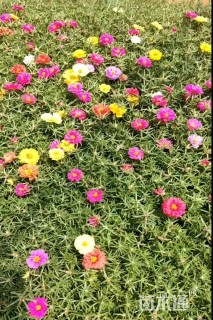 高度10厘米半枝莲