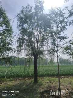 35公分西湖垂柳