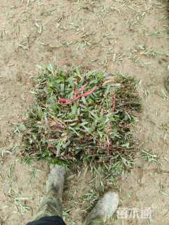 大叶油草