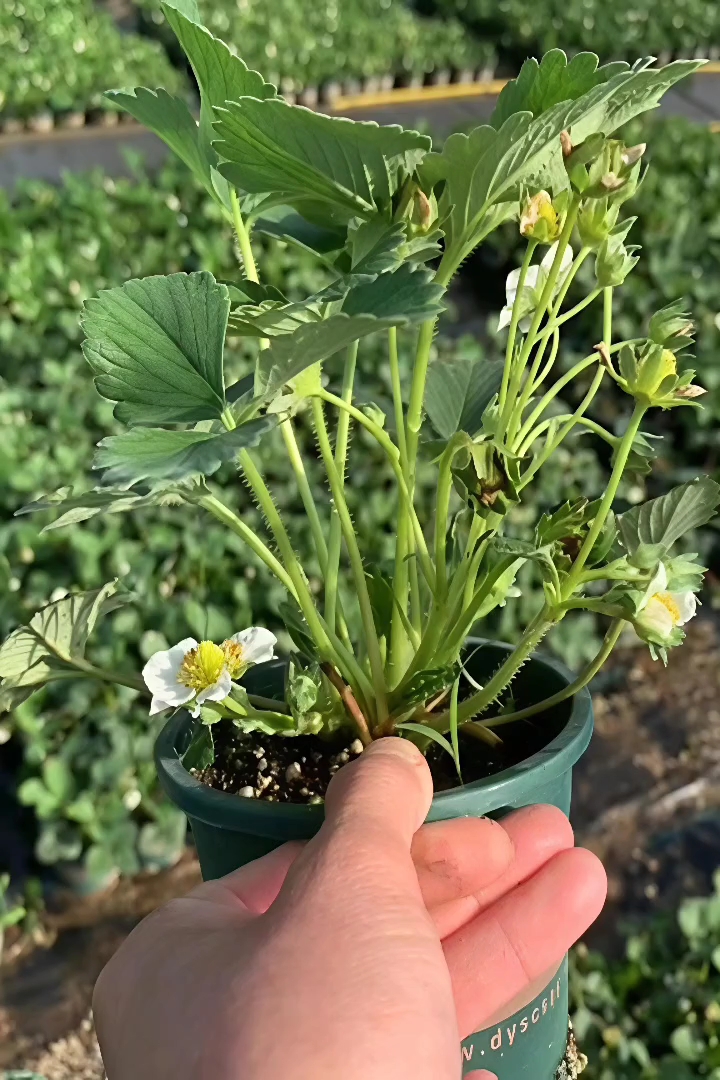 高度20厘米草莓