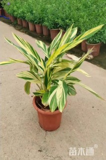 高度30厘米花叶良姜