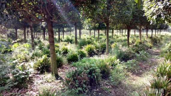 高度60厘米富贵草