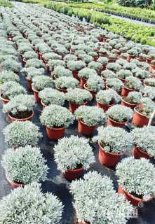 高度30厘米芙蓉菊