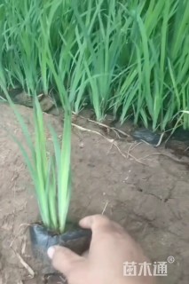 高度15厘米花菖蒲