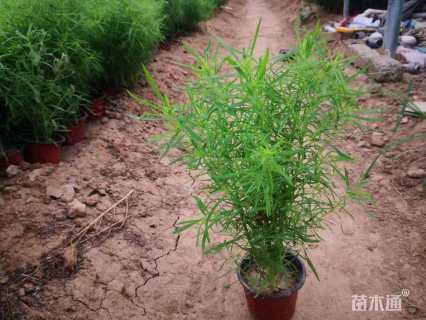 高度15厘米地肤