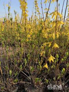 高度65厘米连翘小苗