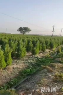 高度60厘米蜀桧