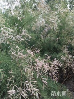 高度250厘米柽柳