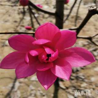 3公分红玉兰