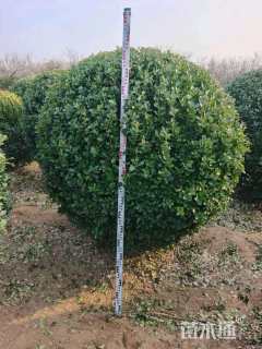 冠幅180厘米冬青球