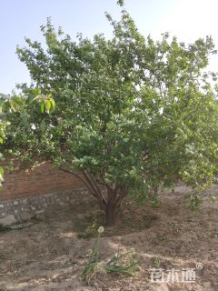 30公分八棱海棠