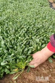 高度15厘米堆心菊