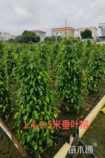 2公分垂叶榕