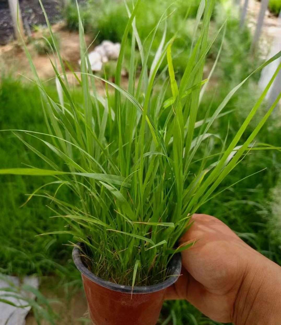 高度15厘米画眉草