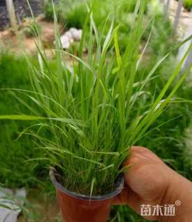 高度15厘米画眉草
