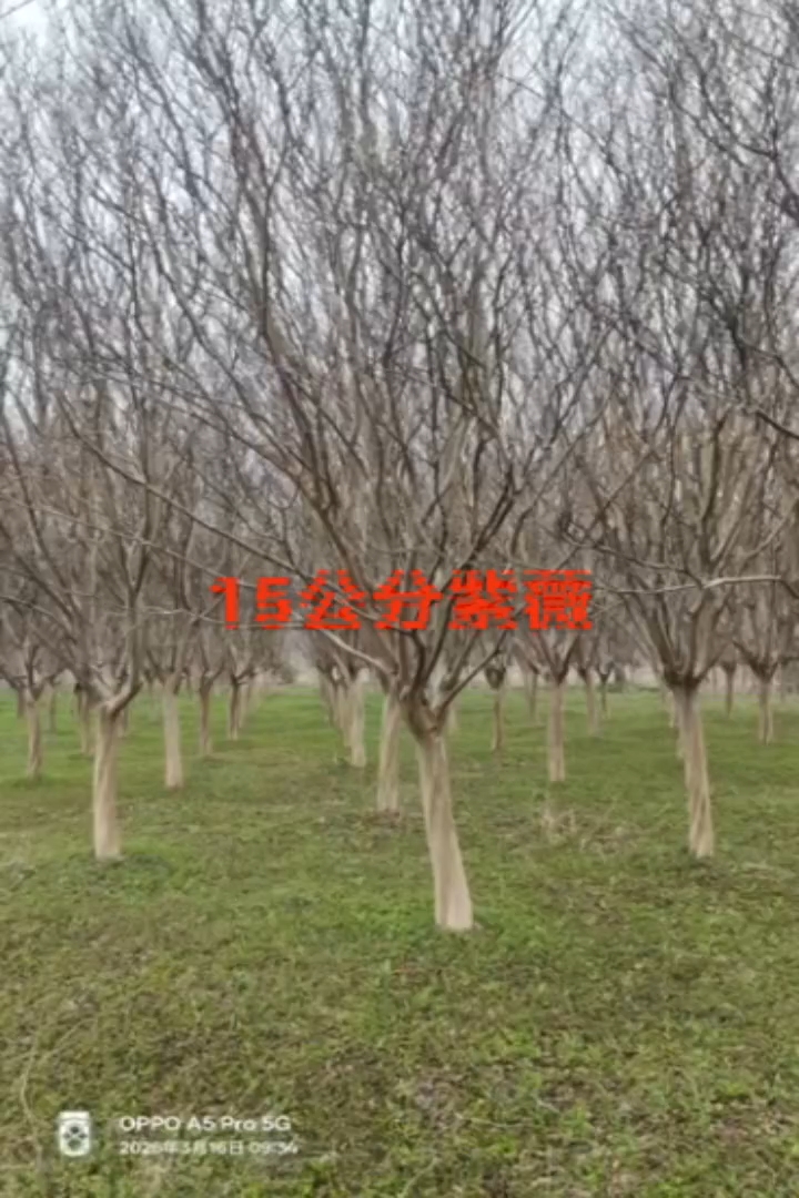 15公分紫薇