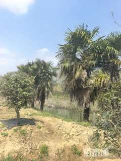 裸干高700厘米棕榈