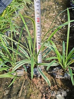 高度15厘米金边麦冬