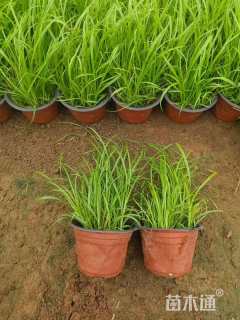 高度15厘米青绿苔草
