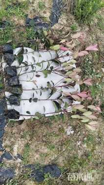 高度30厘米红叶石楠小杯苗