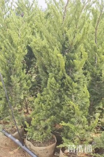 高度150厘米龙柏