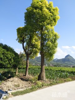 60公分香樟